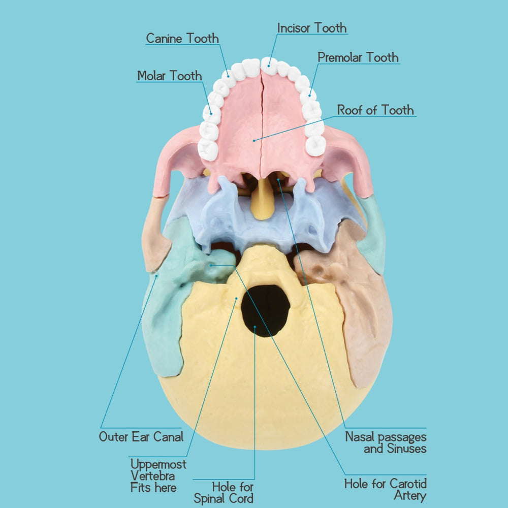 LUCKY GUESS 2025 skull model internal view reveals nasal cavity and sutures.