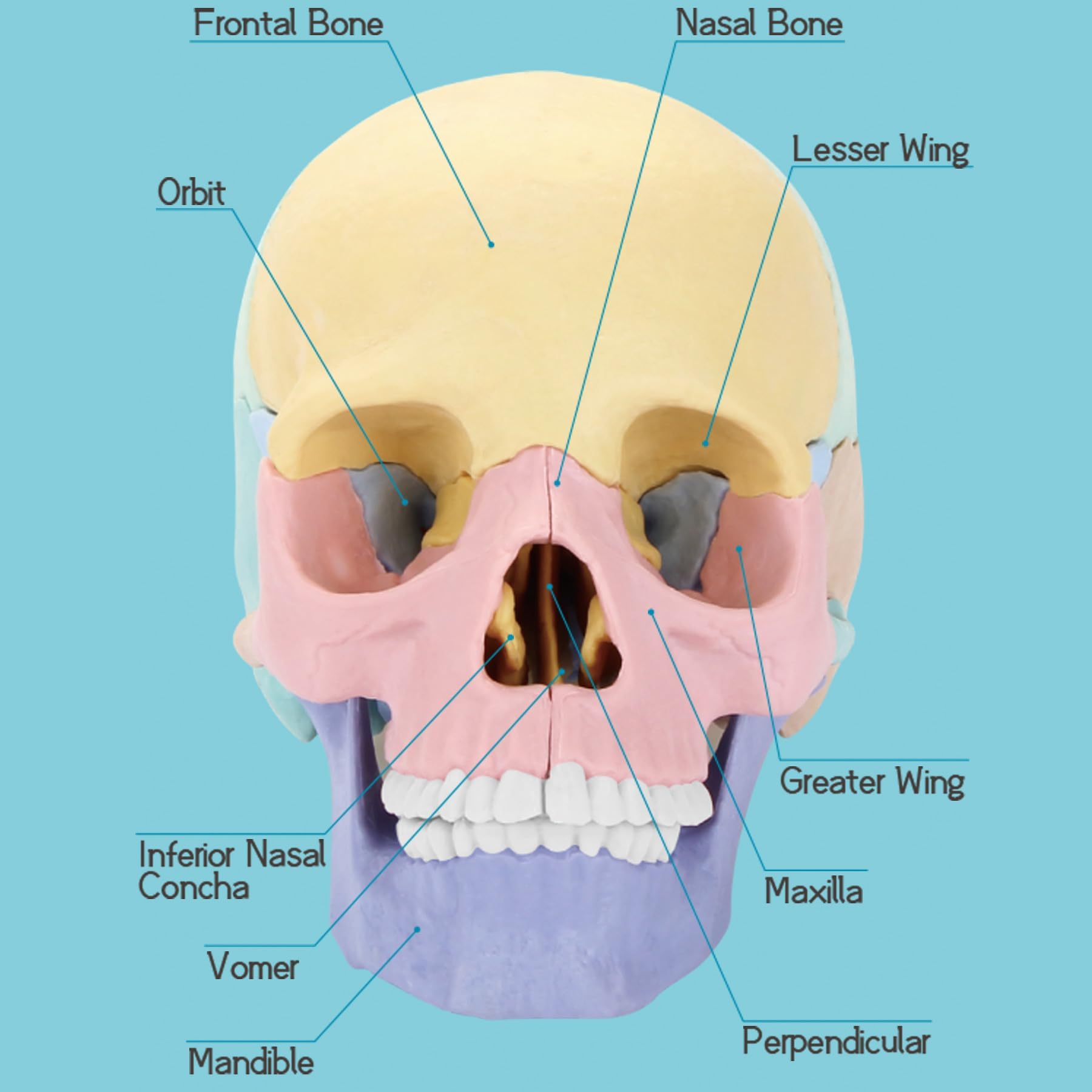 LUCKY GUESS 2025 skull model mandible detail supports bite mechanism study and articulation.