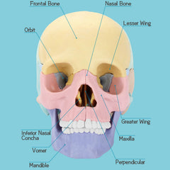 LUCKY GUESS 2025 skull model mandible detail supports bite mechanism study and articulation.