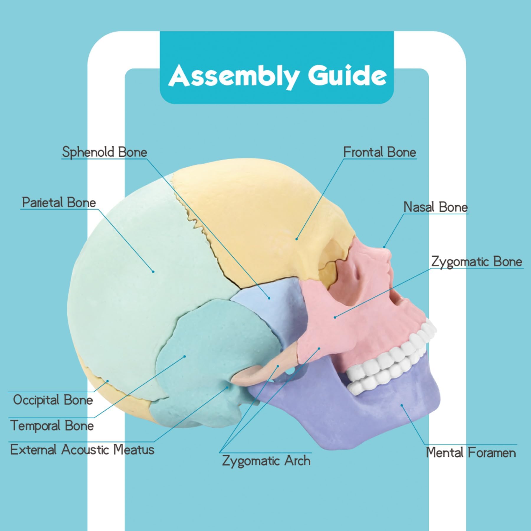 LUCKY GUESS 2025 skull model side view aids quick anatomy reference during lessons.