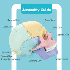 LUCKY GUESS 2025 skull model side view aids quick anatomy reference during lessons.