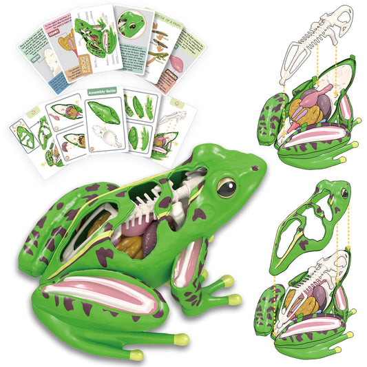 LUCKY GUESS 4D Vision frog anatomy model puzzle for hands-on classroom exploration