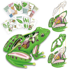 LUCKY GUESS 4D Vision frog anatomy model puzzle for hands-on classroom exploration