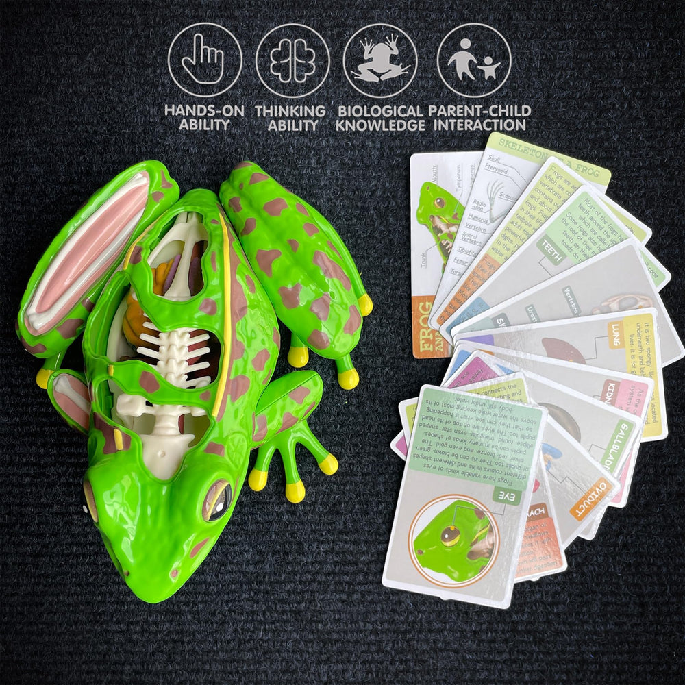 LUCKY GUESS STEM toy for home or classroom science curiosity