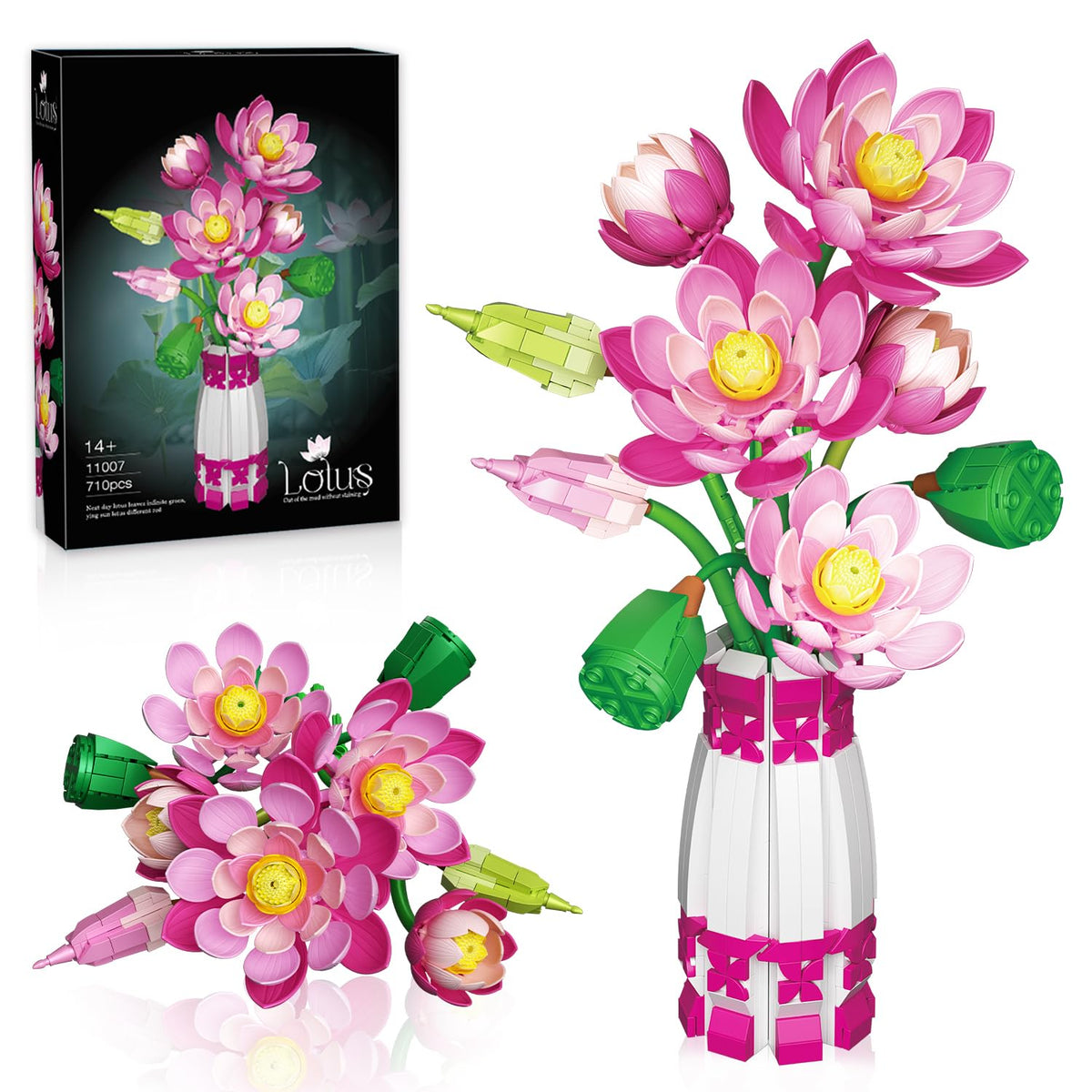 Mavo brix lotus bud stage for elegant indoor display