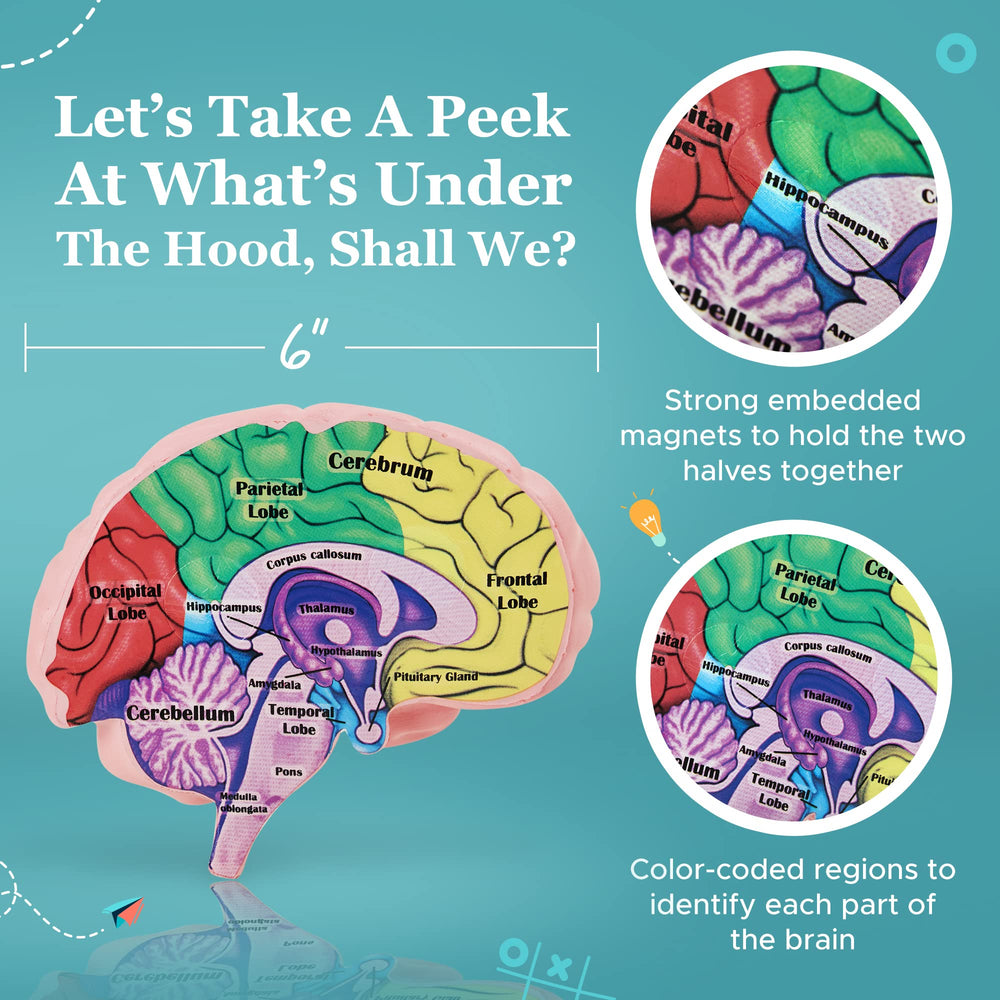 Merhoff & Larkin labeled amygdala and hippocampus for quick visual reference.
