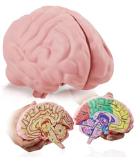 Merhoff & Larkin cross-section brain model halves for hands-on anatomy study.
