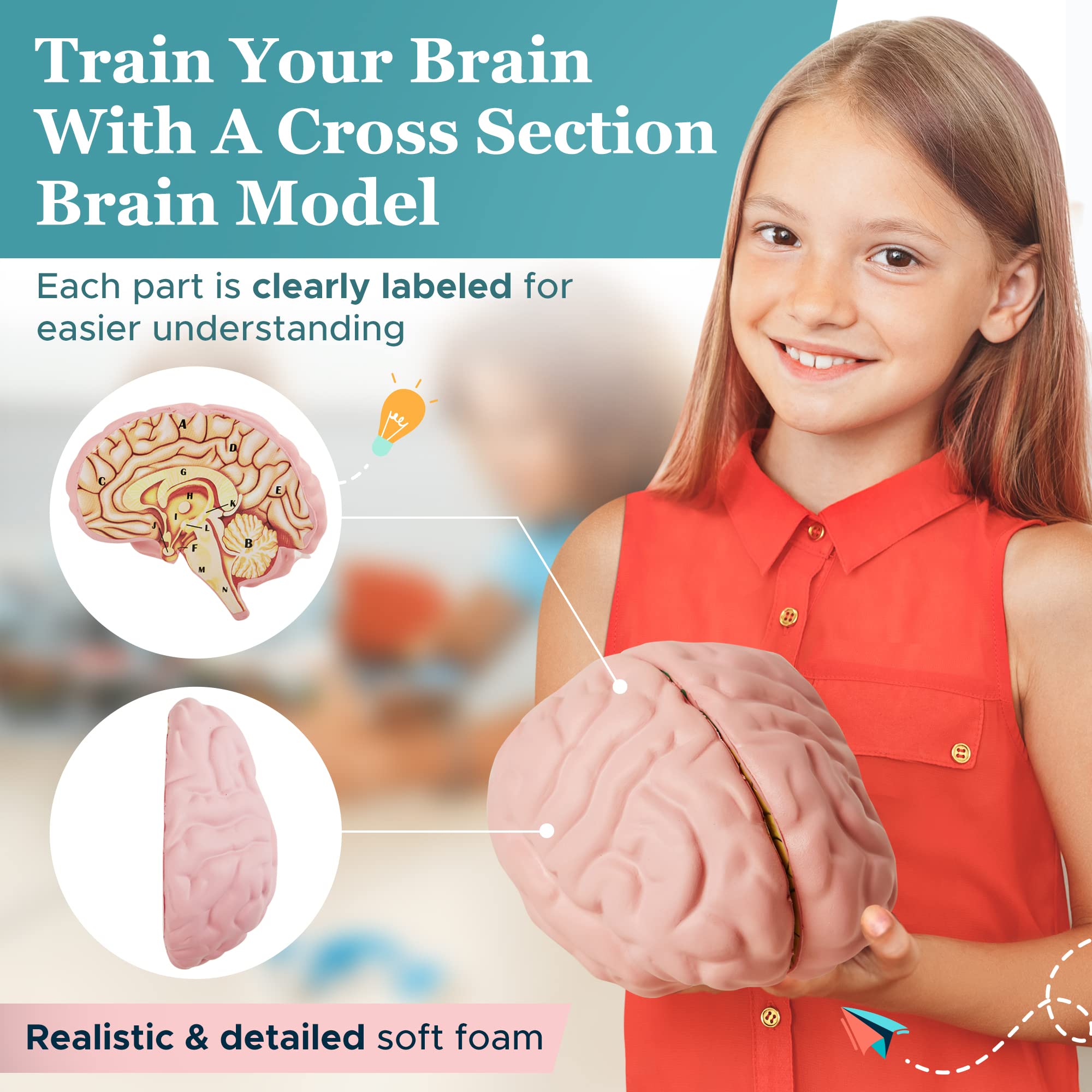 Foam brain model with magnets to keep halves aligned during demonstrations.