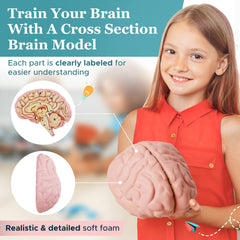 Foam brain model with magnets to keep halves aligned during demonstrations.