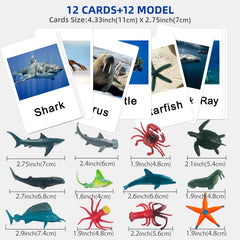 MEROCO card set packaging helps teachers and parents organize classroom activities.
