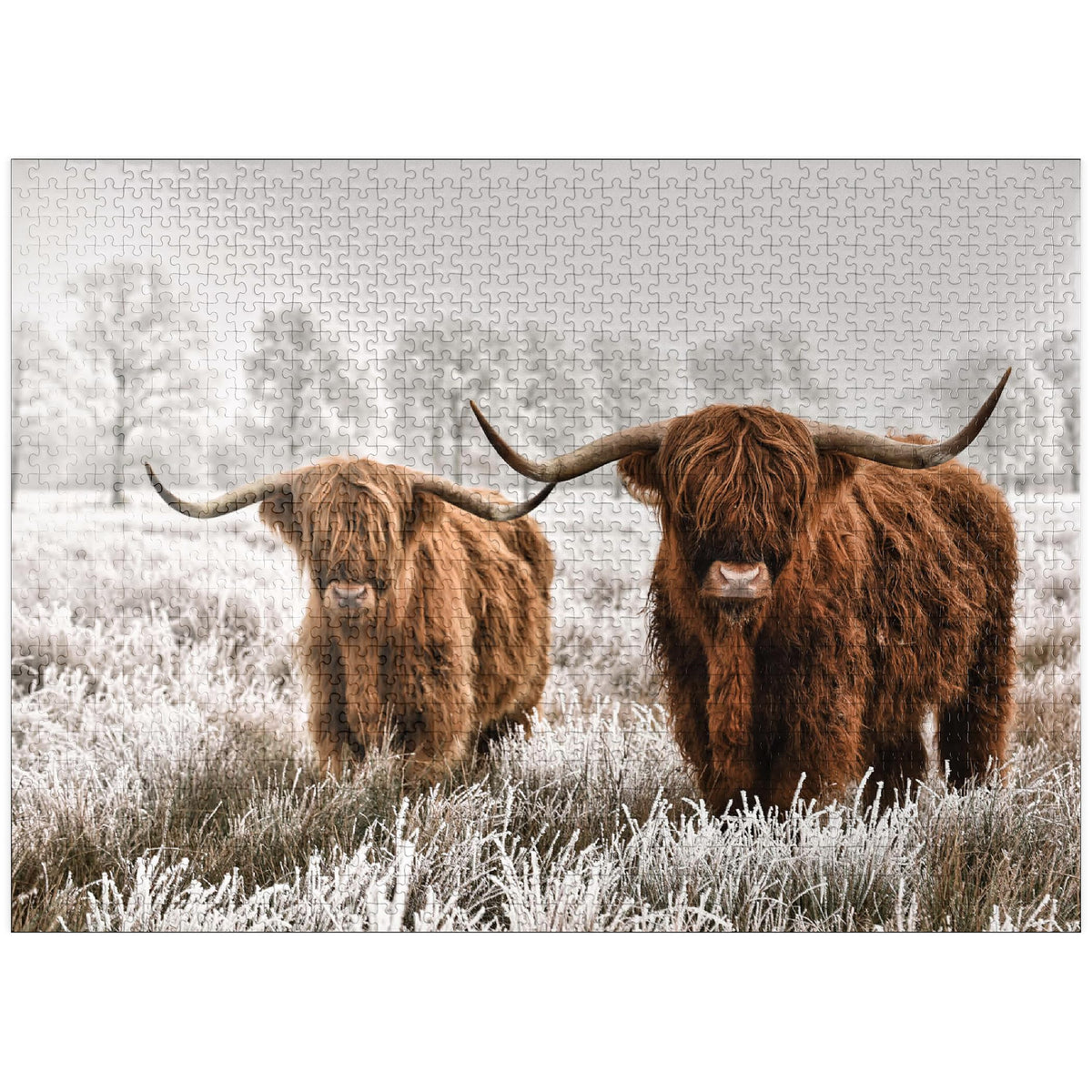 MyPuzzle hairy Scottish Highland cattle winter landscape puzzle image for adults' relaxed time.