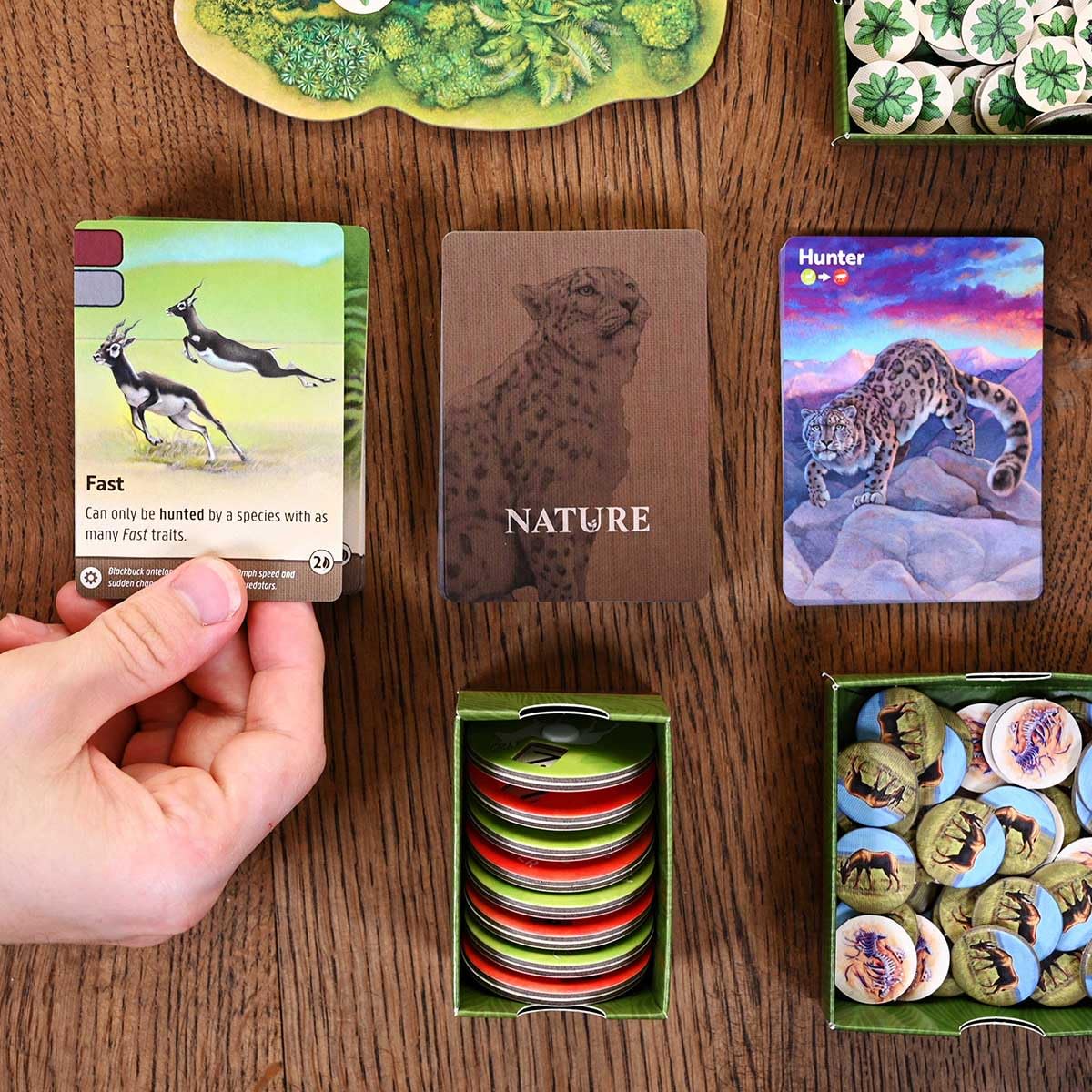 North Star Games Nature Board Game art Catherine Hamilton showcases wildlife to enhance immersion.