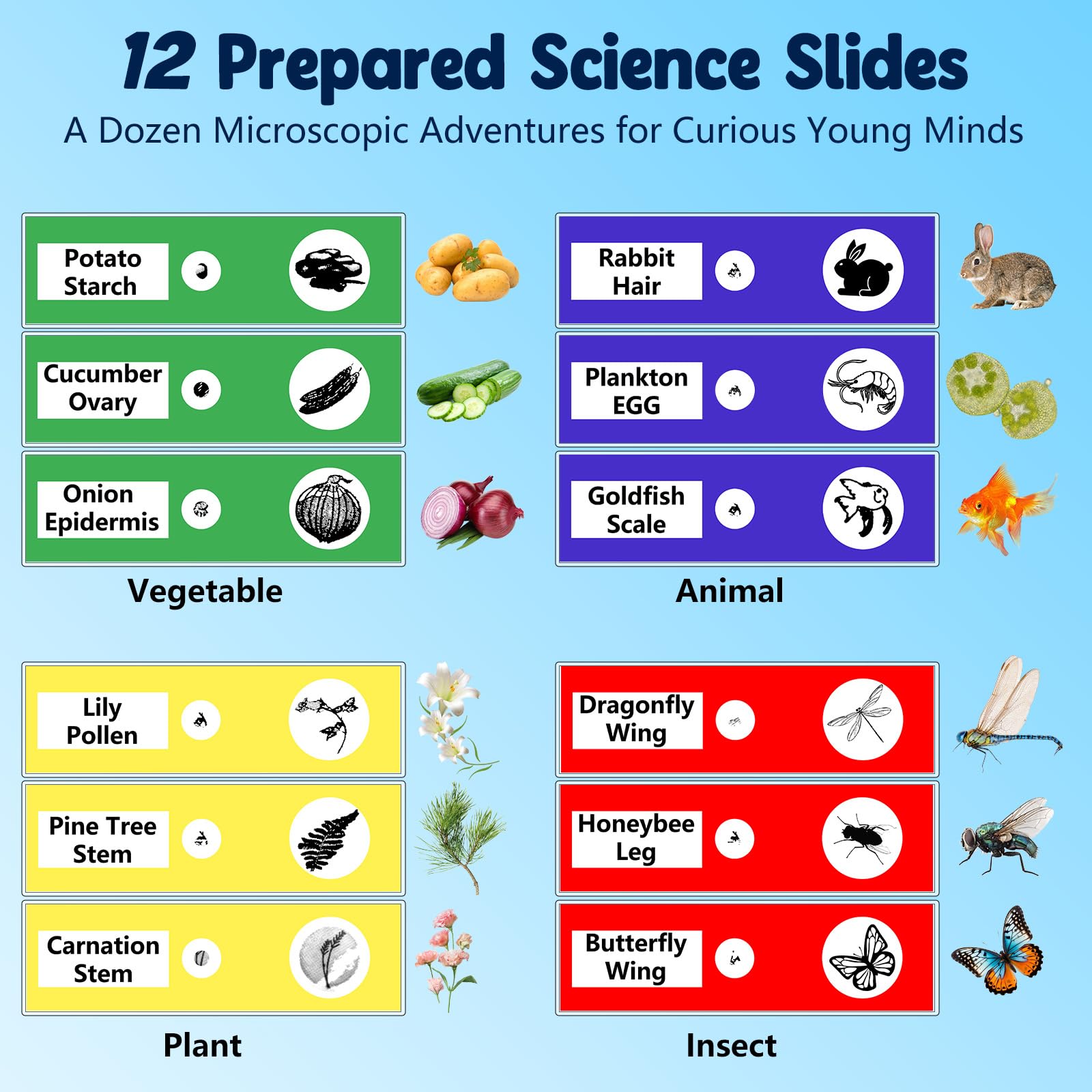 Odatay includes 12 prepared slides for immediate exploration.