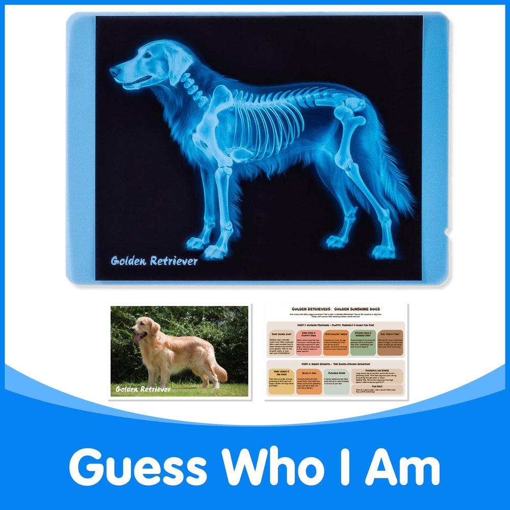 Odoorgames light table setup image demonstrating illuminated Xrays for detailed viewing.