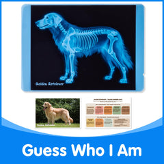 Odoorgames light table setup image demonstrating illuminated Xrays for detailed viewing.