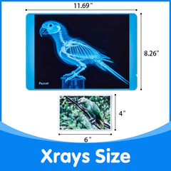 Odoorgames pet Xrays fish image showing bone structure and fin layout for exploration.