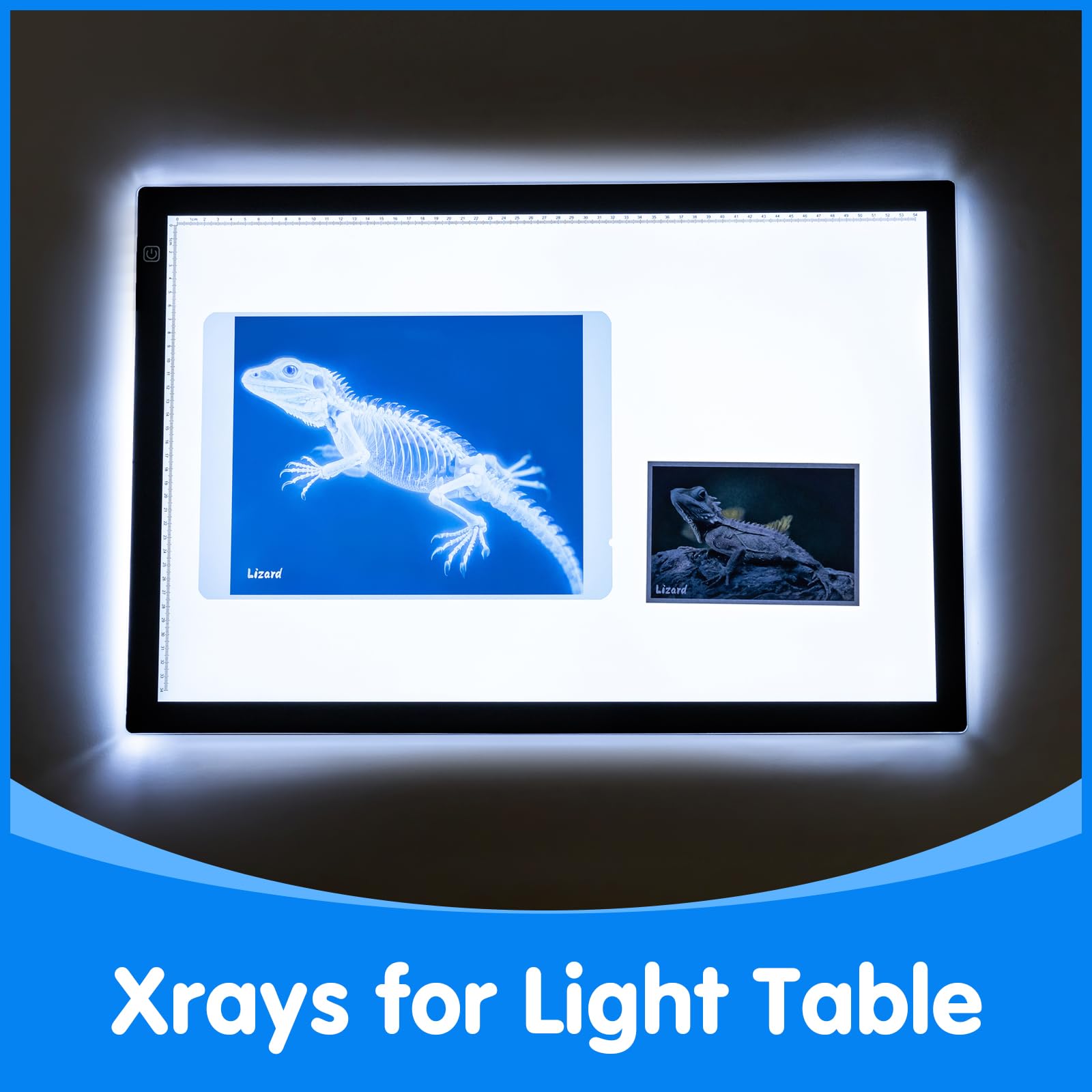 Odoorgames pet Xrays lizard image featuring reptile skeleton for early anatomy curiosity.