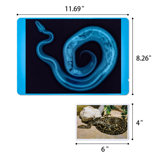 Odoorgames photos 6-inch cards pair with x-rays for matching challenges.