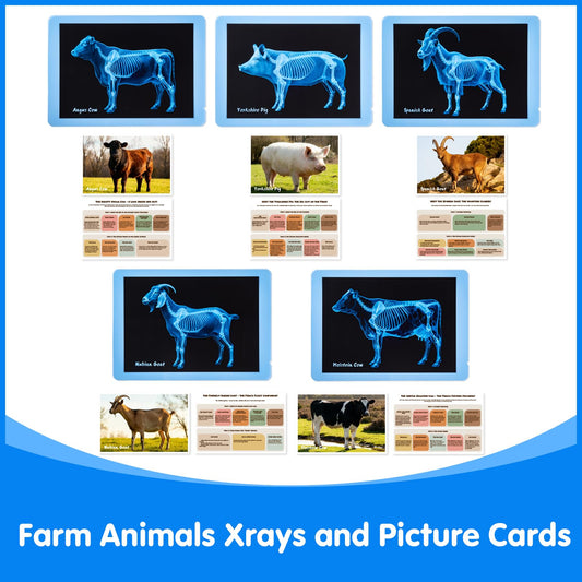 Odoorgames animal cards accompanying xrays aiding quick matching and learning.