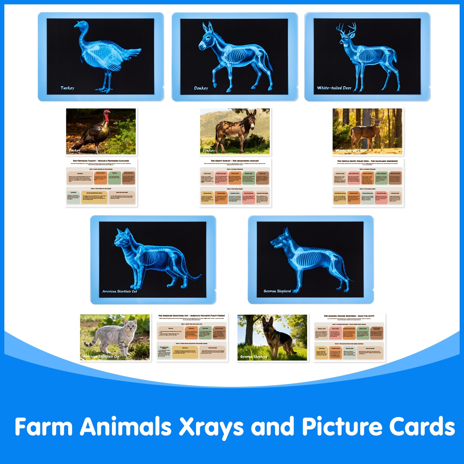Odoorgames crystal-clear imaging highlighting anatomy concepts for curious learners.
