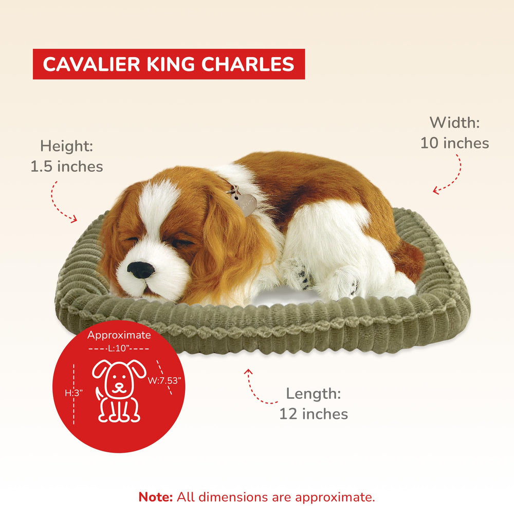 Perfect Petzzz Cavalier King Charles idle relaxing pose evokes calm, low-maintenance companionship