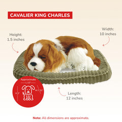 Perfect Petzzz Cavalier King Charles idle relaxing pose evokes calm, low-maintenance companionship