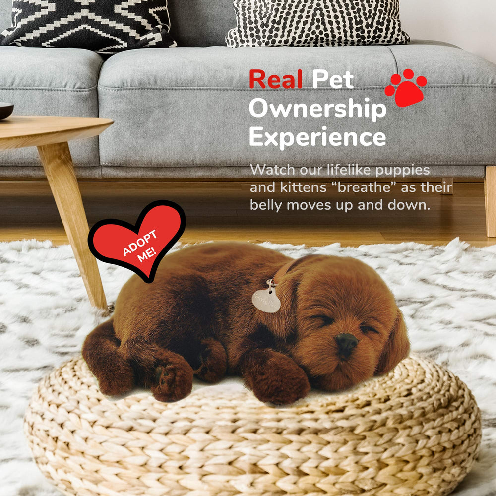 Perfect Petzzz Chocolate Lab size overview indicates compact design