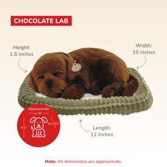 Perfect Petzzz Chocolate Lab interaction shot for mess-free play