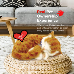 Perfect Petzzz orange tabby cat with senior demonstrates relaxing companionship