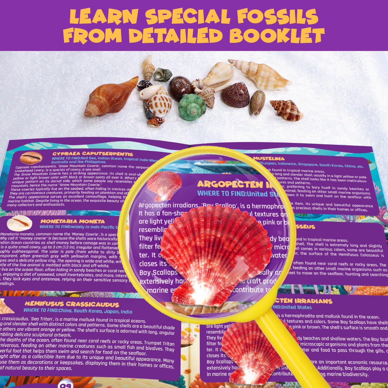 PIBEX Ocean Fossil Dig Kit gypsum dig tools provide kid-friendly handling.