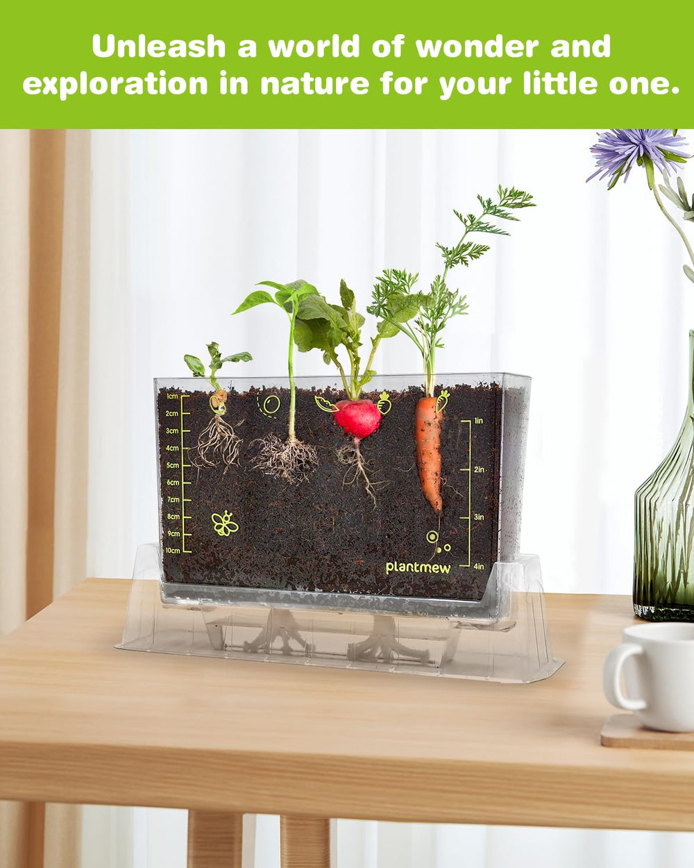 Growth timelapse scene of PLANTMEW Root Viewer Kit showing different speeds