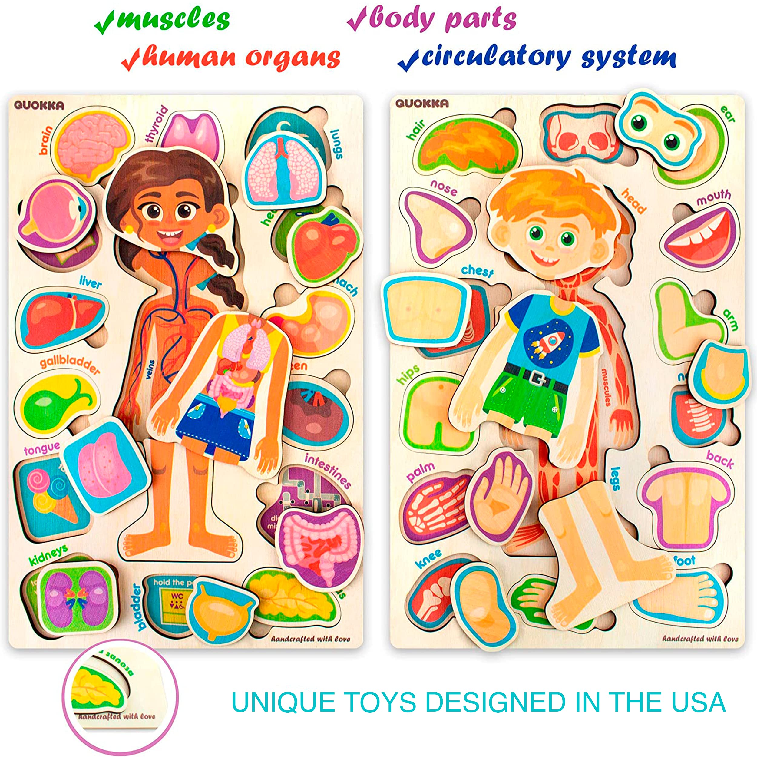 QUOKKA Puzzles feature organs and body systems for hands-on anatomy exploration