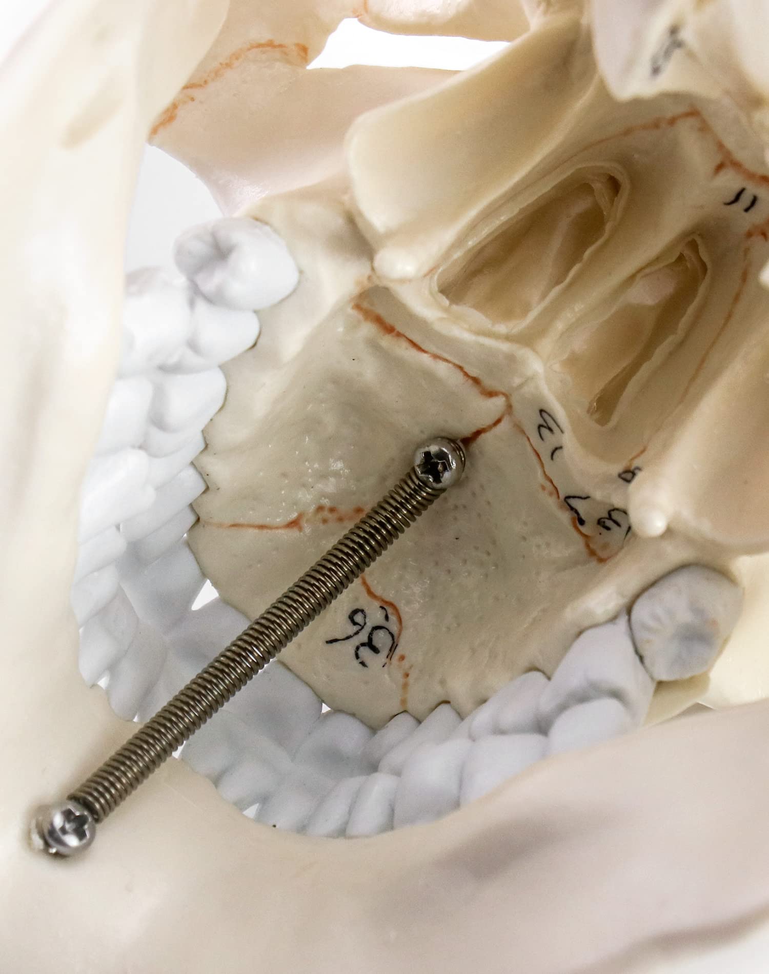 QWORK anatomy teaching tool supports education in clinics and labs.