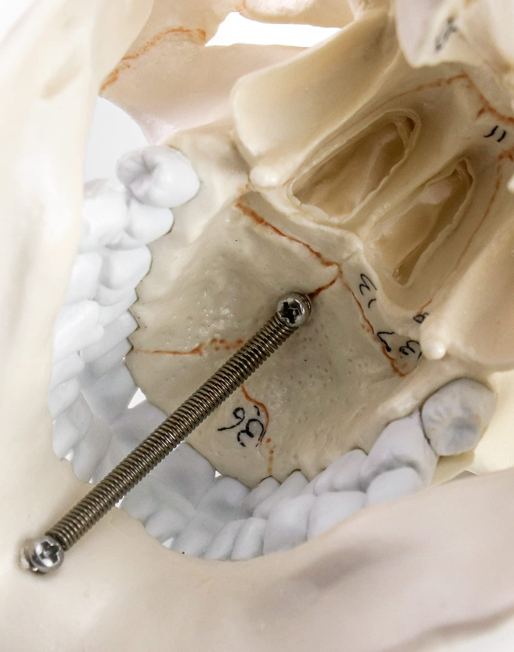 QWORK anatomy teaching tool supports education in clinics and labs.
