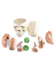 QWORK brain model cerebellum and brainstem close-up for neuroanatomy review.