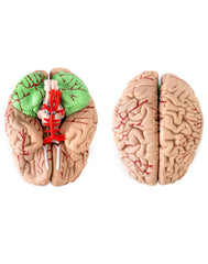 QWORK brain model cerebral hemisphere highlight aids cognitive science visualization.