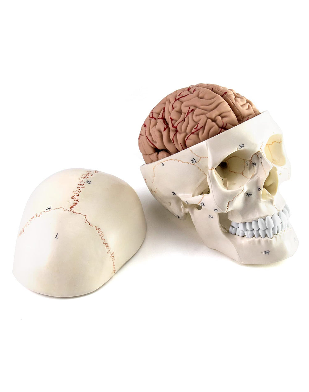 QWORK brain model sagittal section reveals brain structures for detailed study.