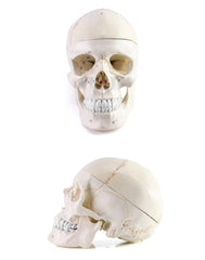 QWORK skull model features 55 numeric markers for detailed reference.