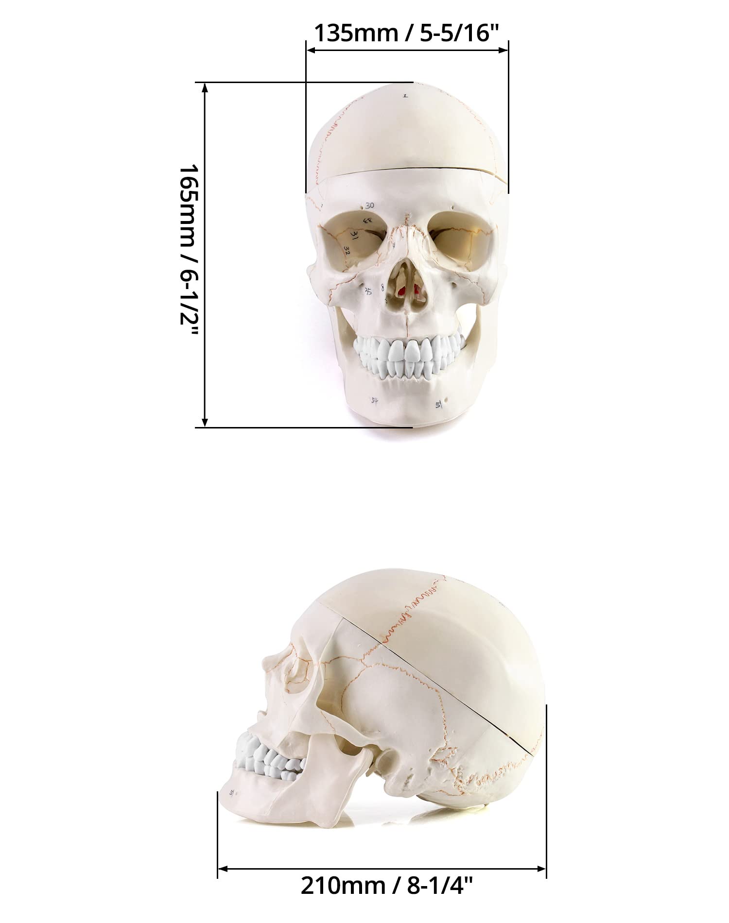 QWORK skull model in three-part design supports hands-on learning.