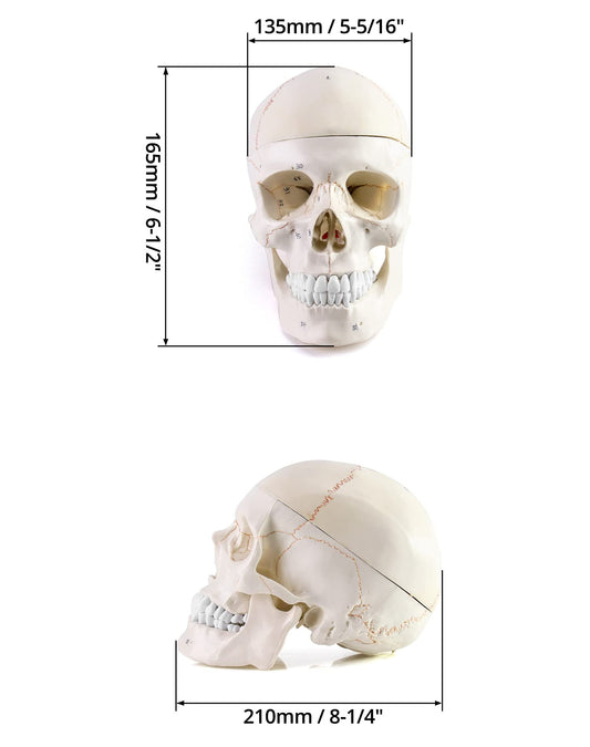 QWORK skull model in three-part design supports hands-on learning.