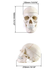 QWORK skull model in three-part design supports hands-on learning.