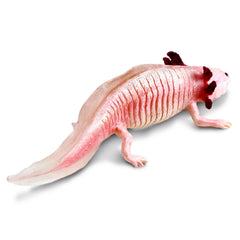 Non-toxic, BPA-free Safari Ltd Axolotl Figurine designed for safe, durable play.