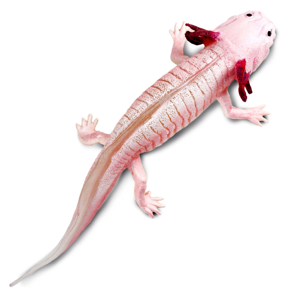 7-inch Safari Ltd Axolotl Figurine fits small hands for learning and pretend play.