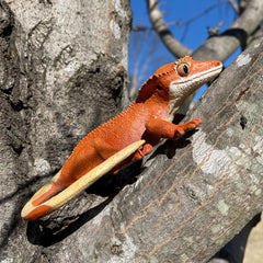 Ideal gift for reptile fans and educators using Safari Ltd crested gecko