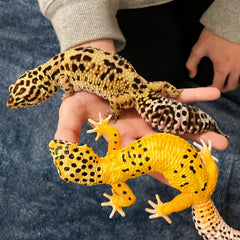 Safari Ltd. Leopard Gecko Figurine closeup textures highlighting the sculpted skin details.