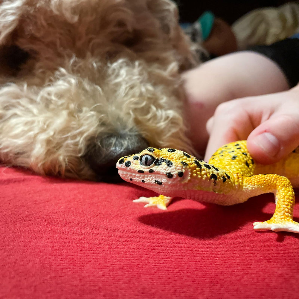 Safari Ltd. Leopard Gecko Figurine non-toxic plastic stands up to active kids.
