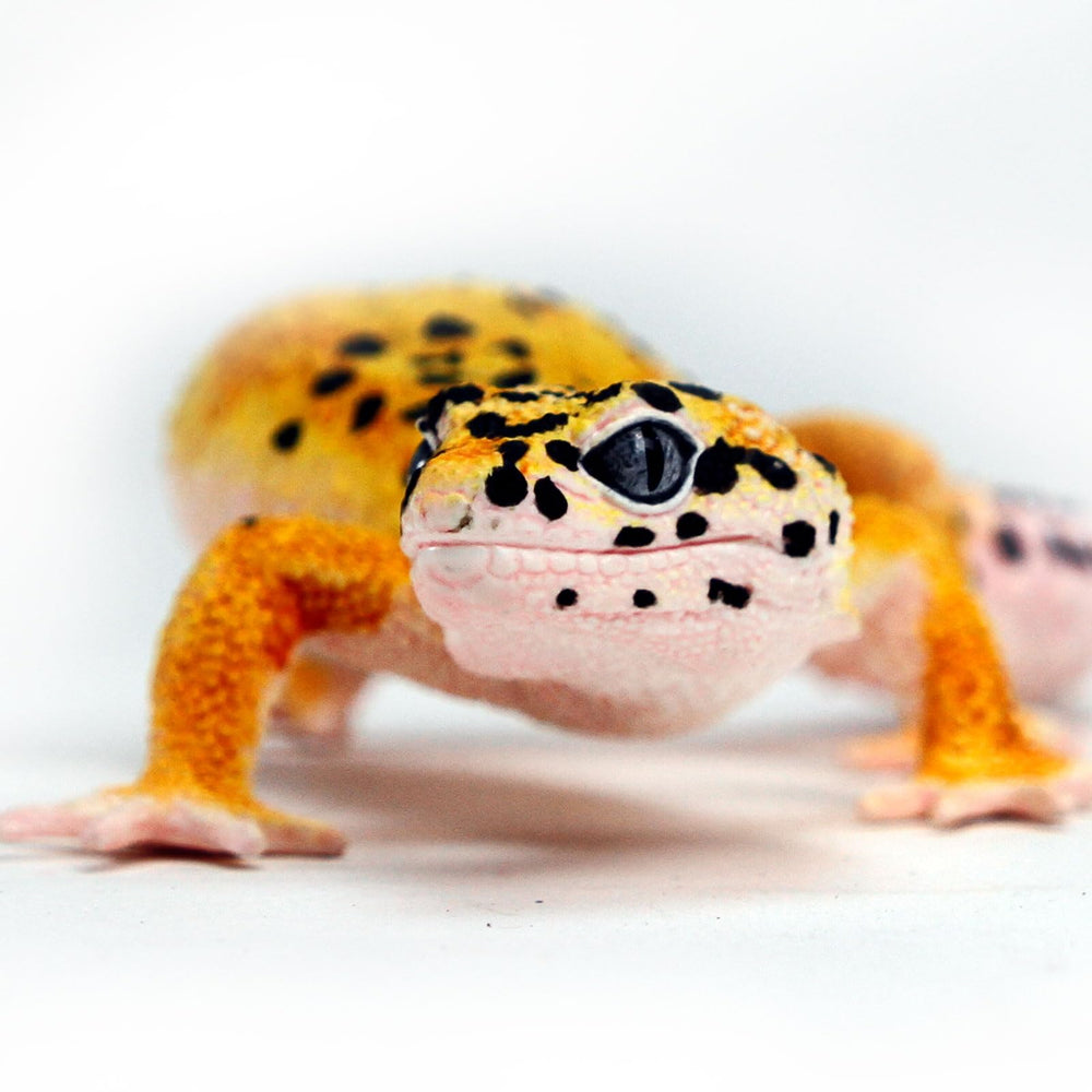 Safari Ltd. Leopard Gecko Figurine smiling face adds charm to display shelves.