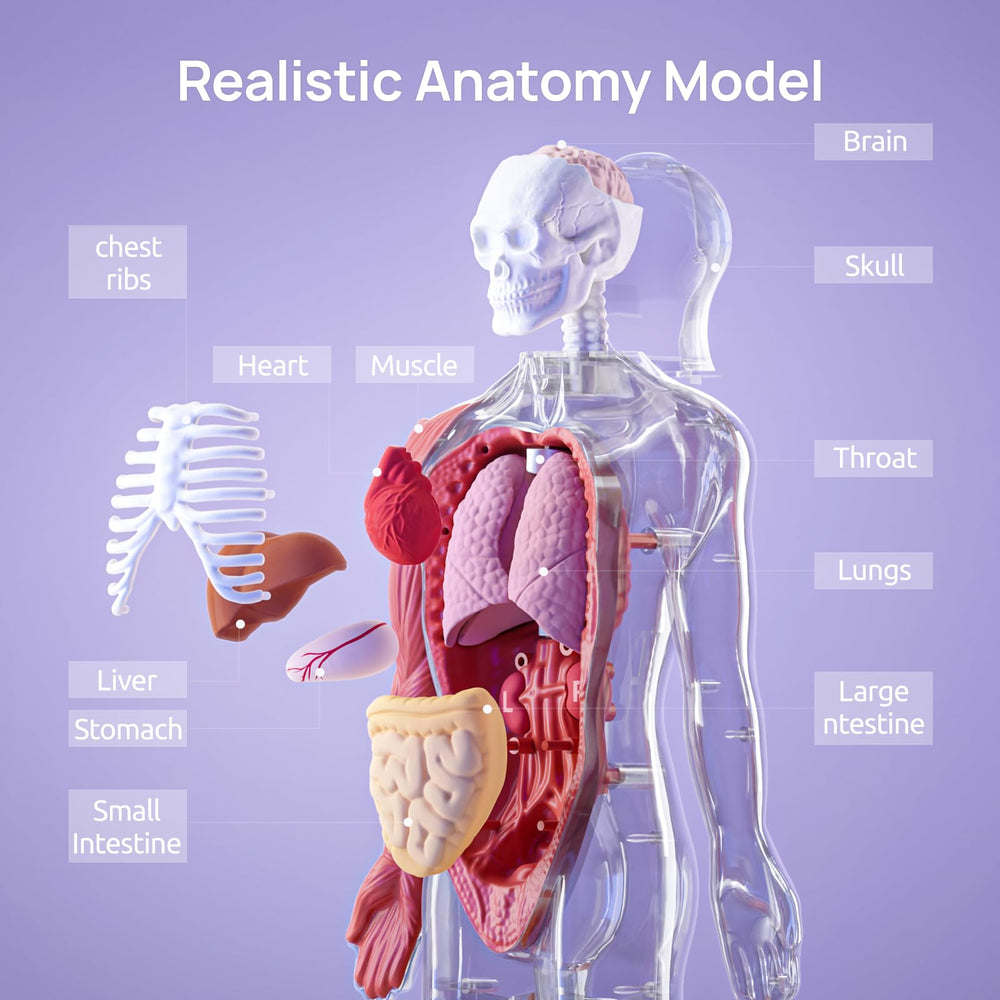 Science Can bone detail close-up highlighting skeletal structure for visual study.