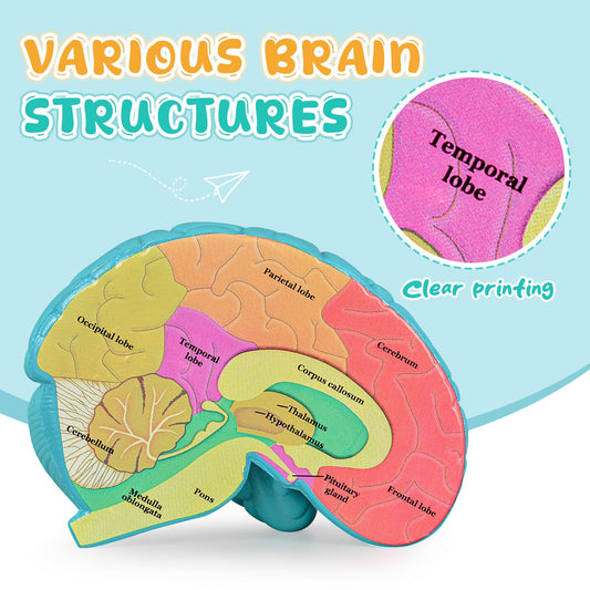 Skillssist Brain Anatomy Model with detailed labeling helps learners identify brain regions.