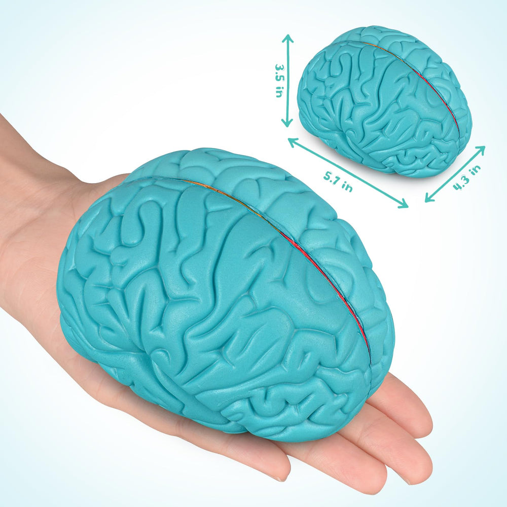 Skillssist Brain Model magnets provide a secure connection for easy storage and demonstration.